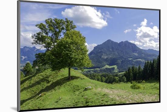 Destination Three Lime-Trees Above Saint Margrethen, Brannenburg, View at Großer Riesenkopf and Reh-Rolf Roeckl-Mounted Photographic Print