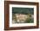 Destruction of Rainforest Caused by Gold Mining, Guyana, South America-Mick Baines & Maren Reichelt-Framed Photographic Print