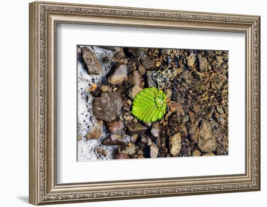 Detached-Heidi Westum-Framed Photographic Print