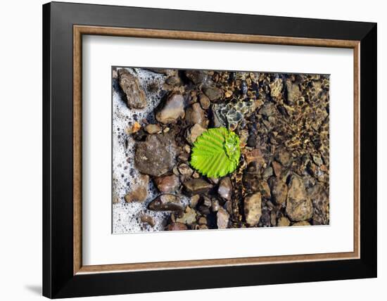 Detached-Heidi Westum-Framed Photographic Print