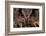 Detail Face Portrait of Bird, Big Orange Eyes and Bill, Eagle Owl, Bubo Bubo, Rare Wild Animal in T-Ondrej Prosicky-Framed Photographic Print