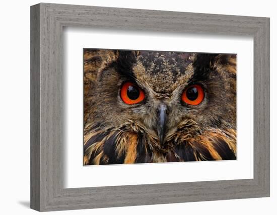 Detail Face Portrait of Bird, Big Orange Eyes and Bill, Eagle Owl, Bubo Bubo, Rare Wild Animal in T-Ondrej Prosicky-Framed Photographic Print