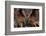 Detail Face Portrait of Bird, Big Orange Eyes and Bill, Eagle Owl, Bubo Bubo, Rare Wild Animal in T-Ondrej Prosicky-Framed Photographic Print