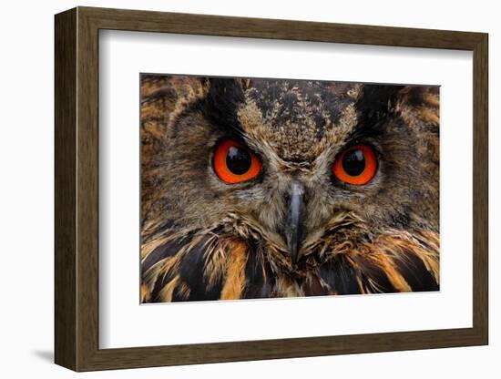 Detail Face Portrait of Bird, Big Orange Eyes and Bill, Eagle Owl, Bubo Bubo, Rare Wild Animal in T-Ondrej Prosicky-Framed Photographic Print