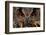 Detail Face Portrait of Bird, Big Orange Eyes and Bill, Eagle Owl, Bubo Bubo, Rare Wild Animal in T-Ondrej Prosicky-Framed Photographic Print