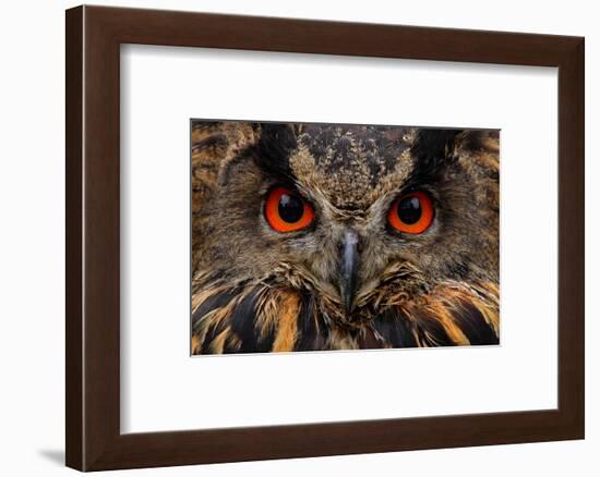 Detail Face Portrait of Bird, Big Orange Eyes and Bill, Eagle Owl, Bubo Bubo, Rare Wild Animal in T-Ondrej Prosicky-Framed Photographic Print