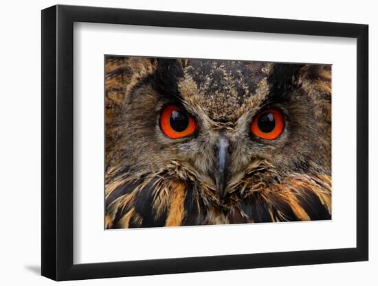 Detail Face Portrait of Bird, Big Orange Eyes and Bill, Eagle Owl, Bubo Bubo, Rare Wild Animal in T-Ondrej Prosicky-Framed Photographic Print