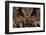 Detail Face Portrait of Bird, Big Orange Eyes and Bill, Eagle Owl, Bubo Bubo, Rare Wild Animal in T-Ondrej Prosicky-Framed Photographic Print