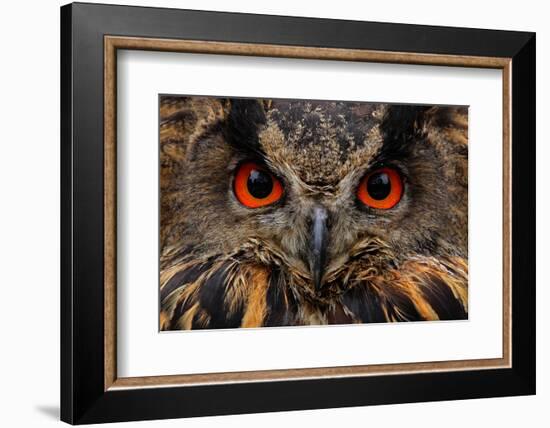 Detail Face Portrait of Bird, Big Orange Eyes and Bill, Eagle Owl, Bubo Bubo, Rare Wild Animal in T-Ondrej Prosicky-Framed Photographic Print