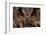 Detail Face Portrait of Bird, Big Orange Eyes and Bill, Eagle Owl, Bubo Bubo, Rare Wild Animal in T-Ondrej Prosicky-Framed Photographic Print