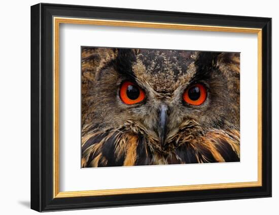 Detail Face Portrait of Bird, Big Orange Eyes and Bill, Eagle Owl, Bubo Bubo, Rare Wild Animal in T-Ondrej Prosicky-Framed Photographic Print