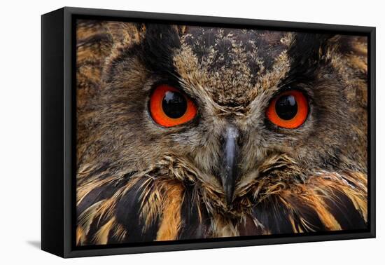 Detail Face Portrait of Bird, Big Orange Eyes and Bill, Eagle Owl, Bubo Bubo, Rare Wild Animal in T-Ondrej Prosicky-Framed Premier Image Canvas