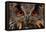 Detail Face Portrait of Bird, Big Orange Eyes and Bill, Eagle Owl, Bubo Bubo, Rare Wild Animal in T-Ondrej Prosicky-Framed Premier Image Canvas