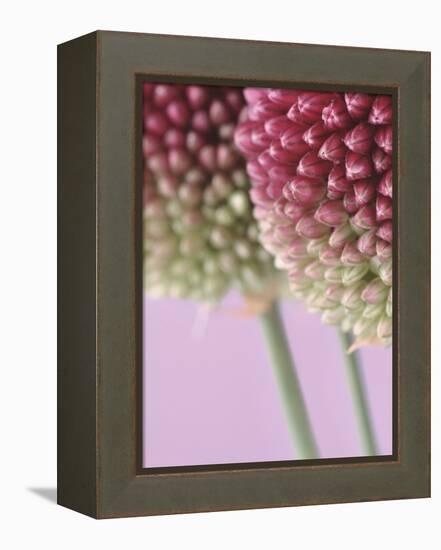 Detail From Allium Plant-null-Framed Premier Image Canvas