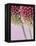 Detail From Allium Plant-null-Framed Premier Image Canvas