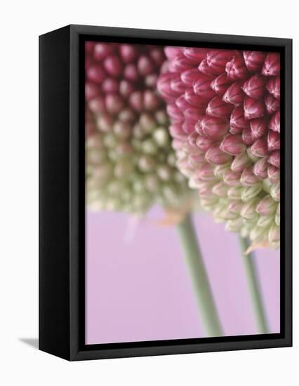 Detail From Allium Plant-null-Framed Premier Image Canvas