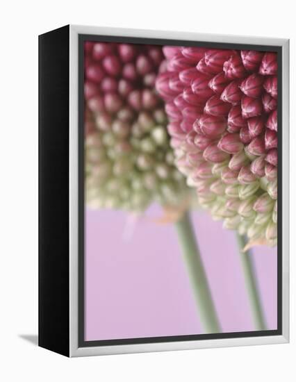 Detail From Allium Plant-null-Framed Premier Image Canvas