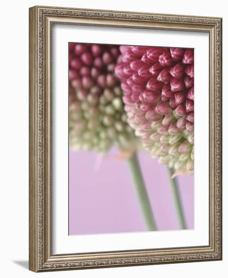 Detail From Allium Plant-null-Framed Photographic Print