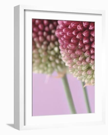 Detail From Allium Plant-null-Framed Photographic Print