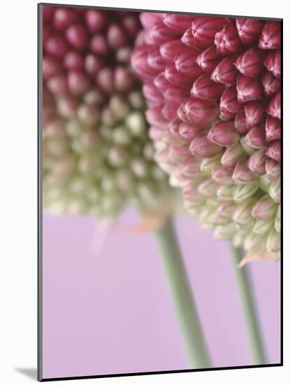 Detail From Allium Plant-null-Mounted Photographic Print