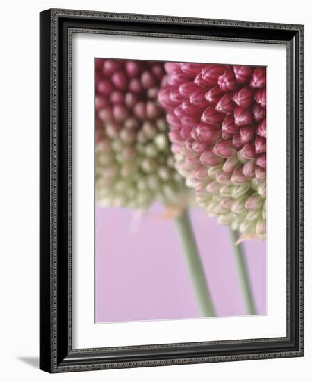 Detail From Allium Plant-null-Framed Photographic Print