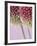 Detail From Allium Plant-null-Framed Photographic Print