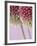 Detail From Allium Plant-null-Framed Photographic Print