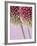 Detail From Allium Plant-null-Framed Photographic Print