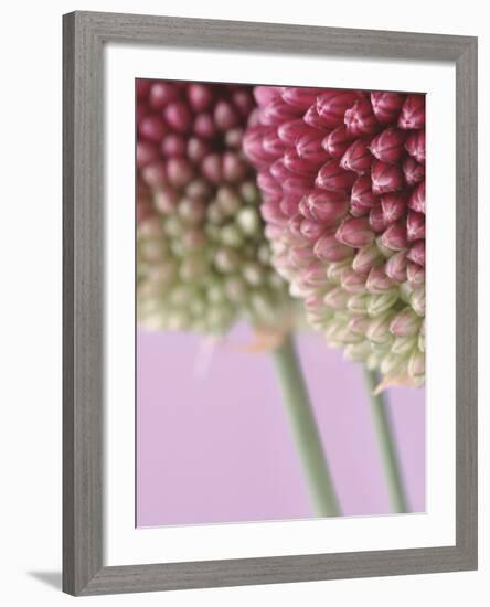 Detail From Allium Plant-null-Framed Photographic Print