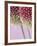 Detail From Allium Plant-null-Framed Photographic Print