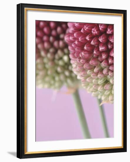 Detail From Allium Plant-null-Framed Photographic Print