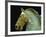 Detail from the Equestrian Statue of Marcus Aurelius-null-Framed Giclee Print