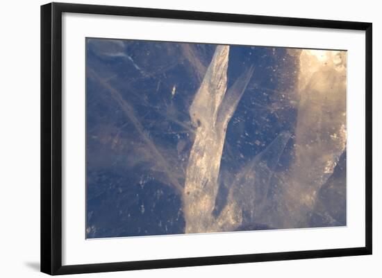 Detail in Block of Ice, Northern Sweden-Peter Adams-Framed Photographic Print