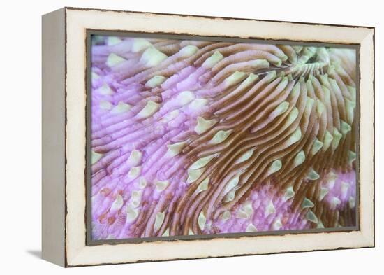 Detail of a Beautiful Mushroom Coral on a Reef in Indonesia-Stocktrek Images-Framed Premier Image Canvas