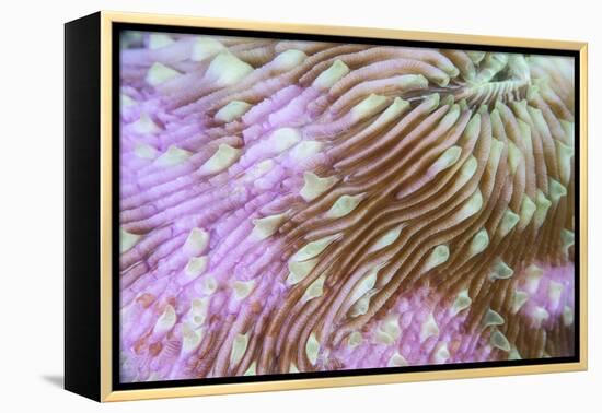 Detail of a Beautiful Mushroom Coral on a Reef in Indonesia-Stocktrek Images-Framed Premier Image Canvas