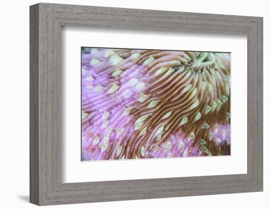 Detail of a Beautiful Mushroom Coral on a Reef in Indonesia-Stocktrek Images-Framed Photographic Print