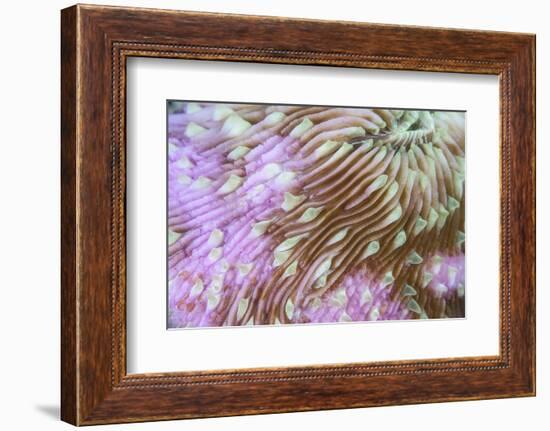 Detail of a Beautiful Mushroom Coral on a Reef in Indonesia-Stocktrek Images-Framed Photographic Print