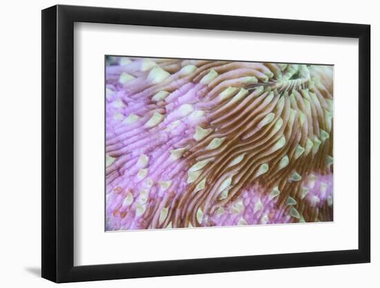 Detail of a Beautiful Mushroom Coral on a Reef in Indonesia-Stocktrek Images-Framed Photographic Print