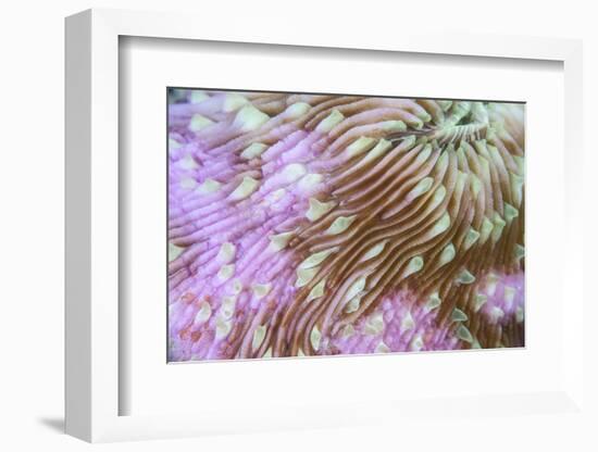 Detail of a Beautiful Mushroom Coral on a Reef in Indonesia-Stocktrek Images-Framed Photographic Print