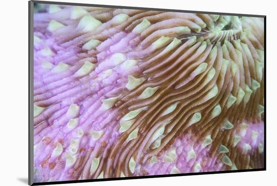 Detail of a Beautiful Mushroom Coral on a Reef in Indonesia-Stocktrek Images-Mounted Photographic Print
