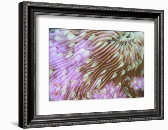 Detail of a Beautiful Mushroom Coral on a Reef in Indonesia-Stocktrek Images-Framed Photographic Print