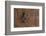 Detail of a Carved Wooden Door in the Musee De Marrakech, Marrakech, Morocco, North Africa, Africa-Martin Child-Framed Photographic Print