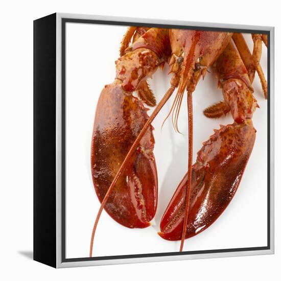 Detail of a Cooked Lobster-Alexander Feig-Framed Premier Image Canvas