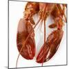 Detail of a Cooked Lobster-Alexander Feig-Mounted Photographic Print