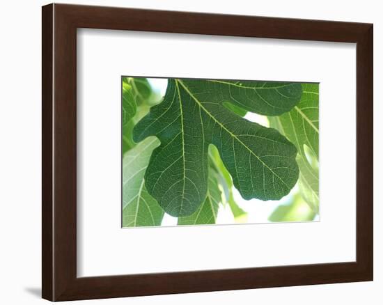 Detail of a fig tree leaf-Angela Marsh-Framed Photographic Print