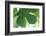 Detail of a fig tree leaf-Angela Marsh-Framed Photographic Print
