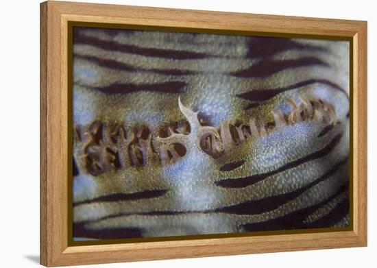 Detail of a Giant Clam Growing on a Reef in Indonesia-Stocktrek Images-Framed Premier Image Canvas