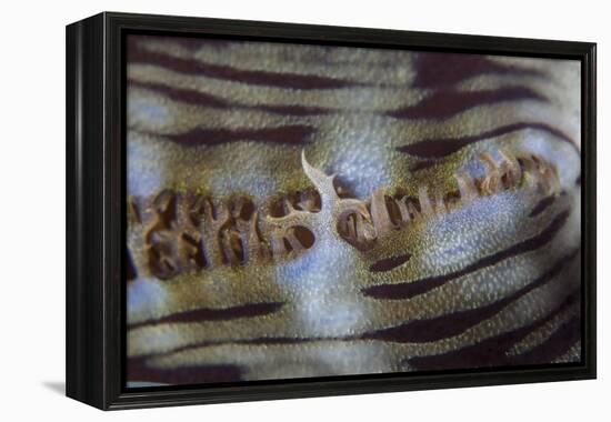 Detail of a Giant Clam Growing on a Reef in Indonesia-Stocktrek Images-Framed Premier Image Canvas