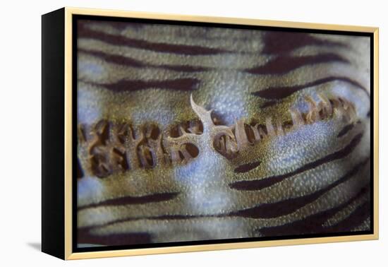 Detail of a Giant Clam Growing on a Reef in Indonesia-Stocktrek Images-Framed Premier Image Canvas
