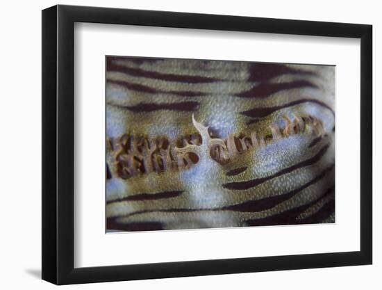 Detail of a Giant Clam Growing on a Reef in Indonesia-Stocktrek Images-Framed Photographic Print